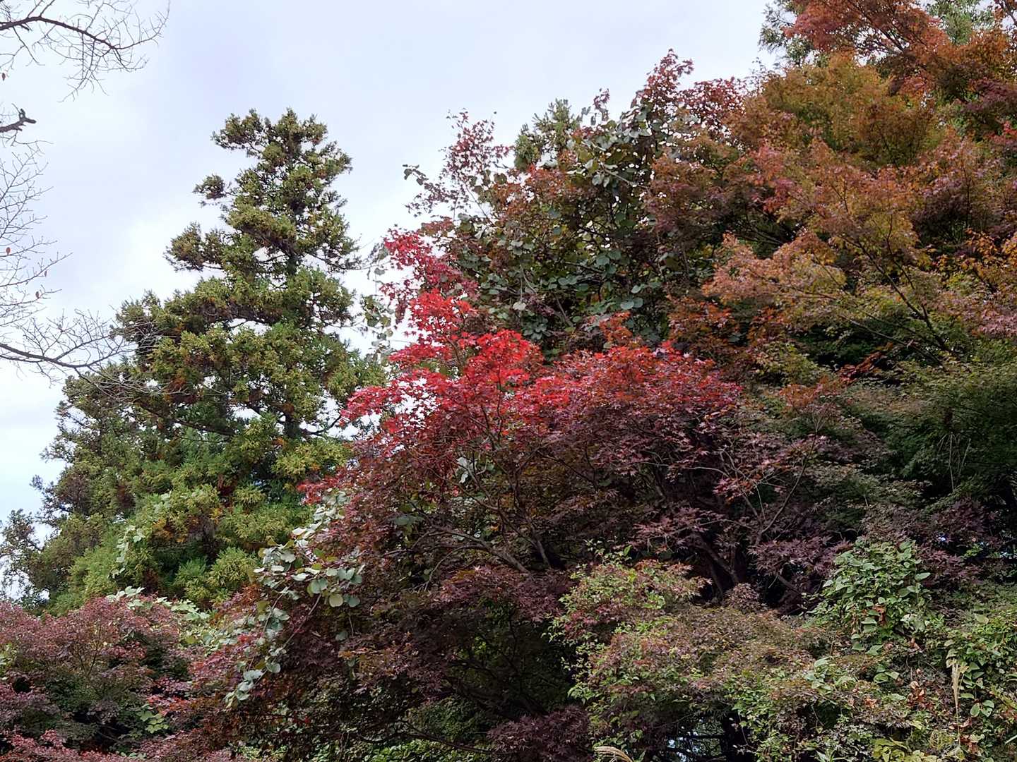 紅葉
