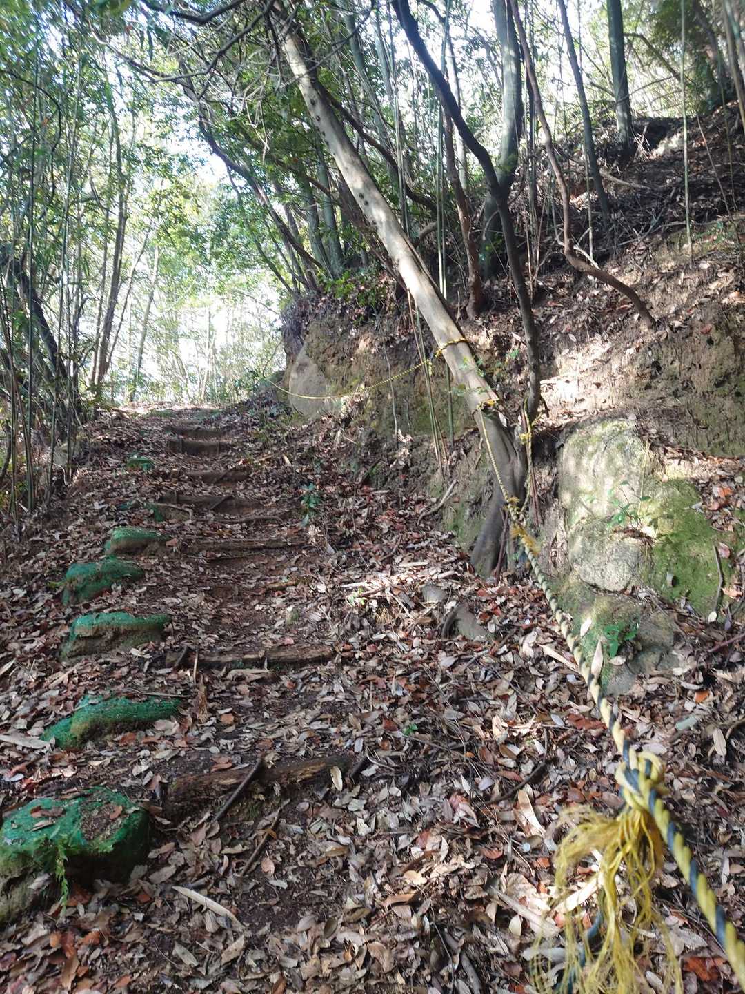 歩きやすい登山道に🐯さんロープまで設置してくれてる😙