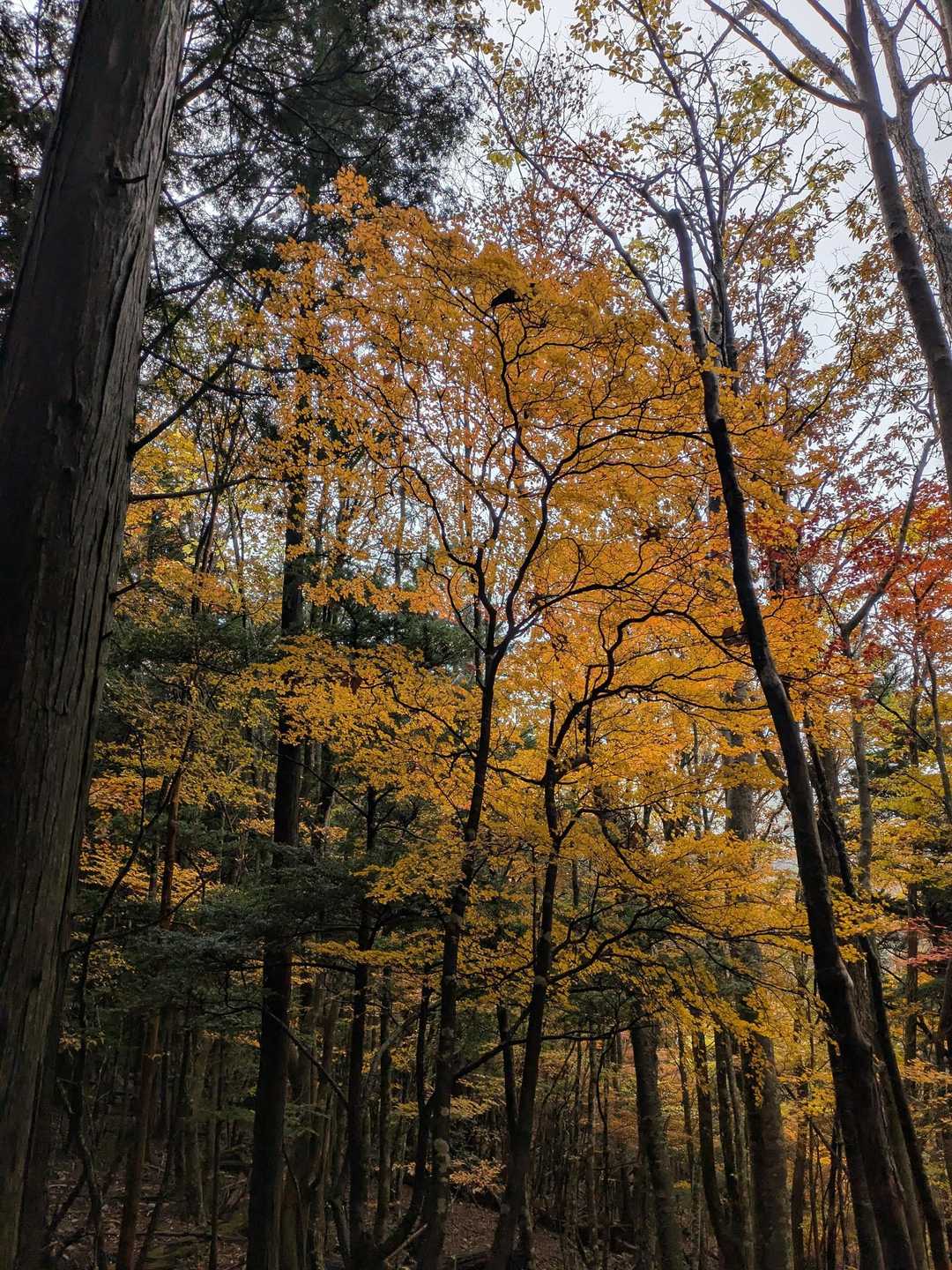🍁