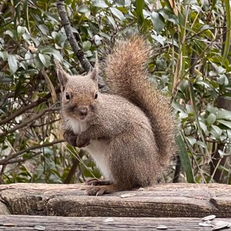 ランチュウ2（△）