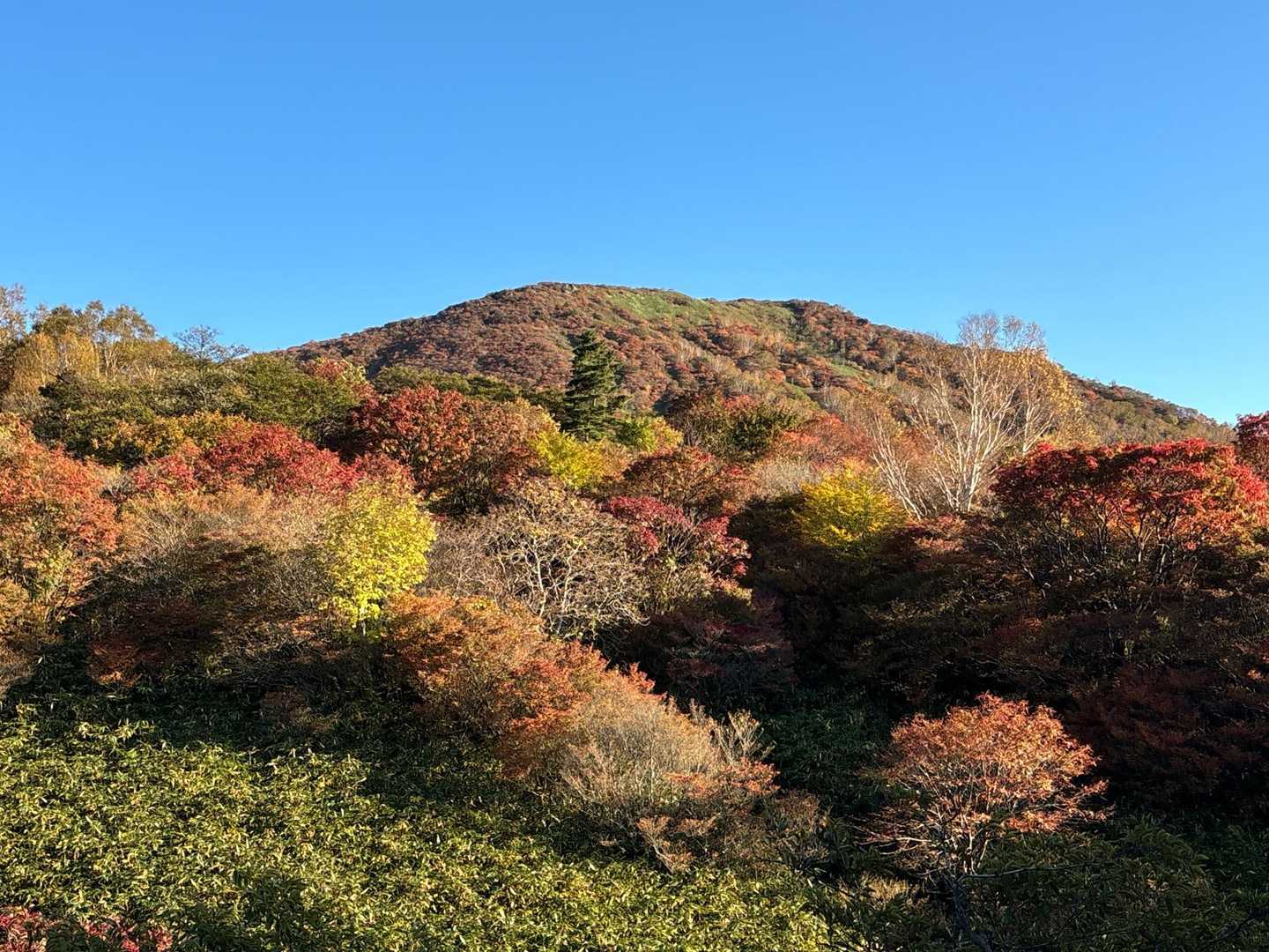 すごい紅葉だ