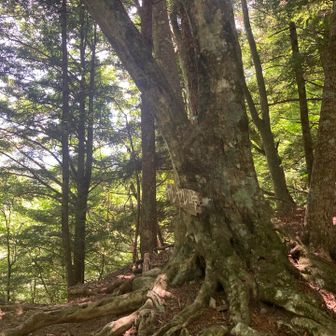 ヤレヤレ峠
ここまで危険箇所があって本当にやれやれ😖