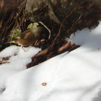 雪の上にはあまり乗ろうとしない