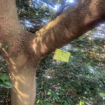 最後は三角のピークも取って