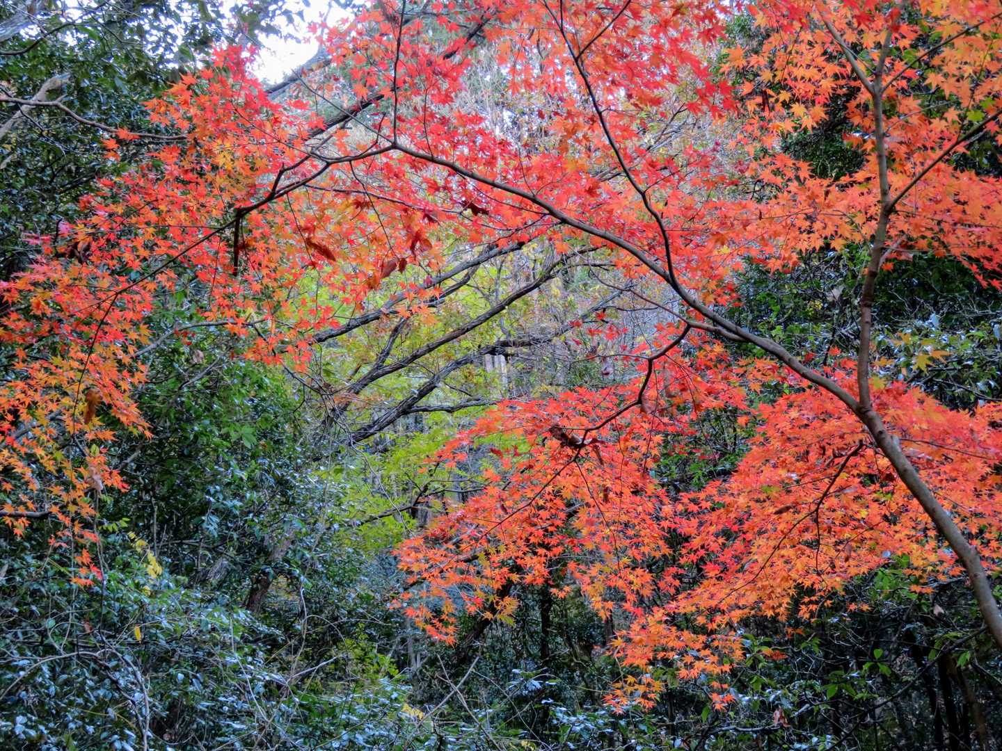 こちらは真っ赤🍁