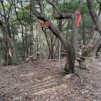 大曲山
ここで紀泉アルプスの8座目🤗