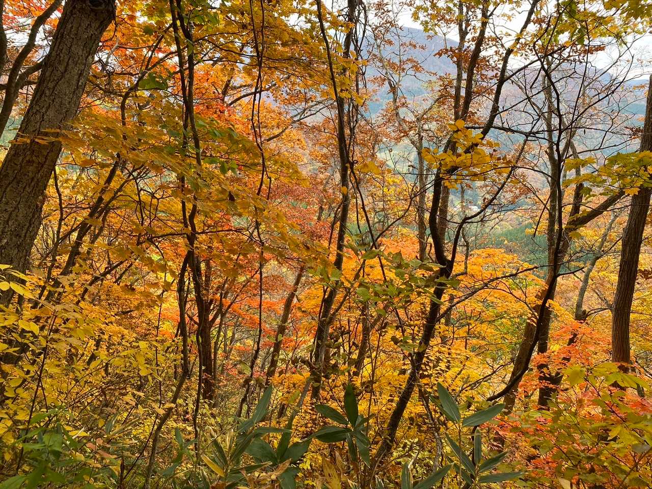 北面白山登山入口-三沢山-面白山 往復コースの写真