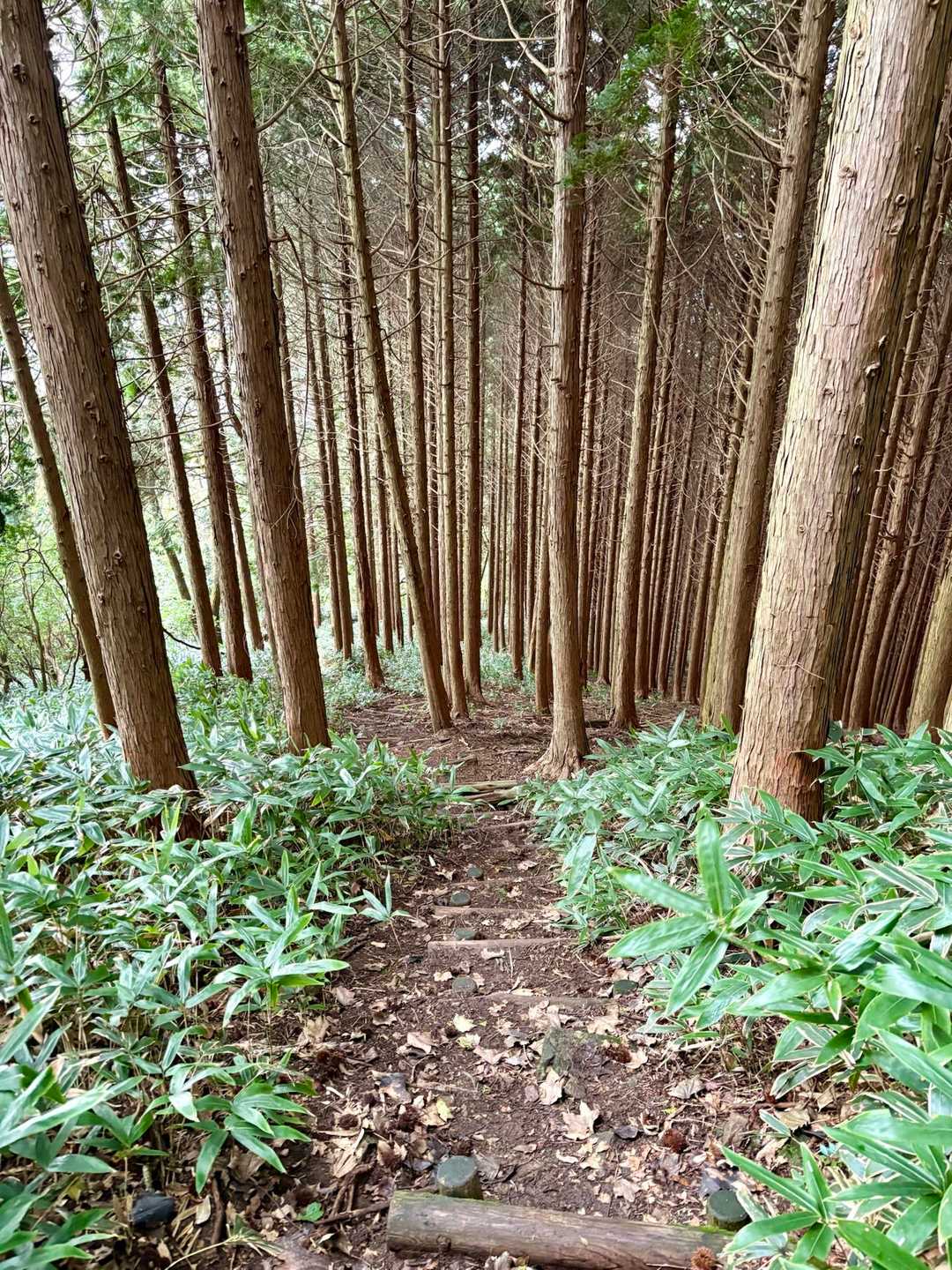 下山してると、2人組の男性が登ってこられて
「駐車場に警察がいたから熊が出た？かと思ったんです」
と話されて、、、。
結局は違ったんだけどやっぱり怖くなってしまう😥
音楽ボリュームアップ⤴️です