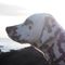 syuka_dog