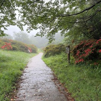 晴れてたら気持ちのいい道なんだろうなぁ