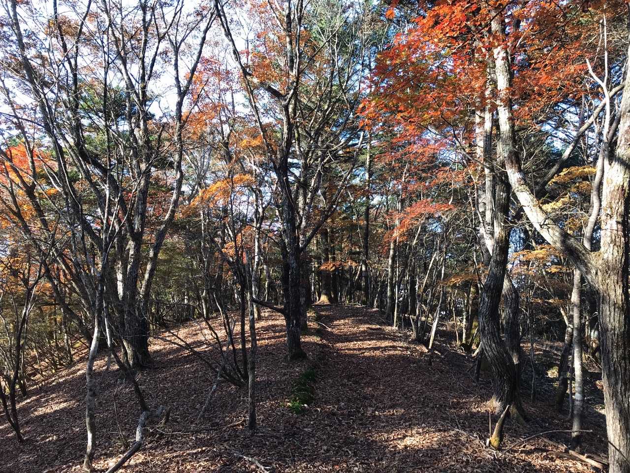 YAMAPでは点線ルートだが、踏み跡はしっかり付いてる。