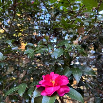 サザンカ
ツバキとの違いは、
花弁が散るサザンカに対し、
首が取れるように花ごと落ちるツバキです😱