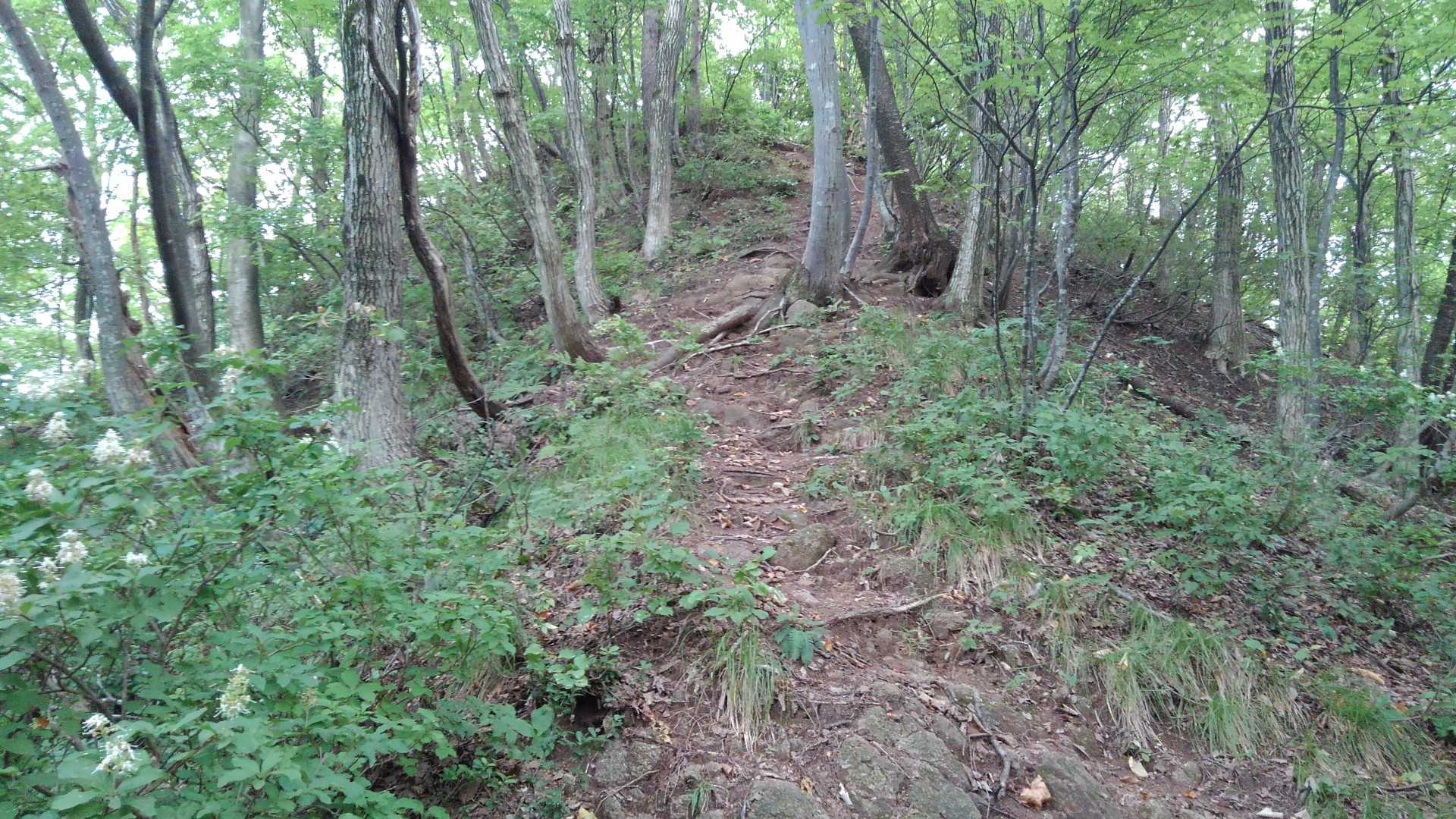 尾根道が続くようです🚶