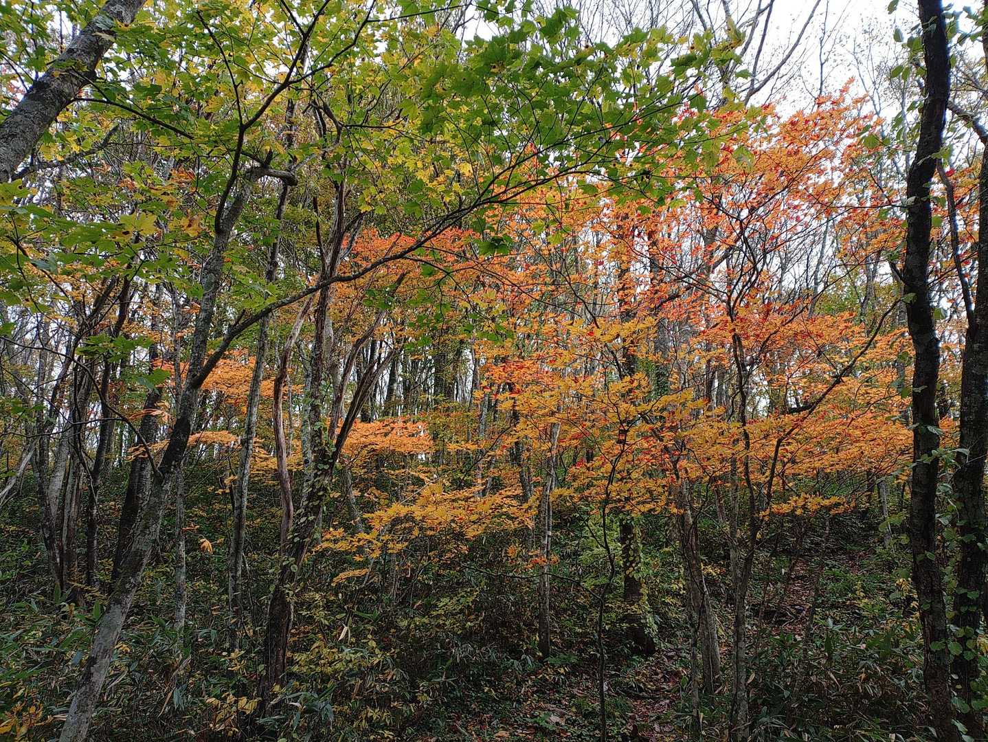 イイね🍁