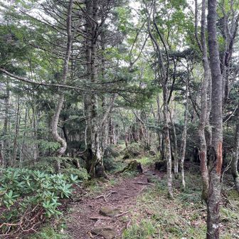 三ツ頭方面への下山道は歩きやすい山道でしたが兎に角長かった😣