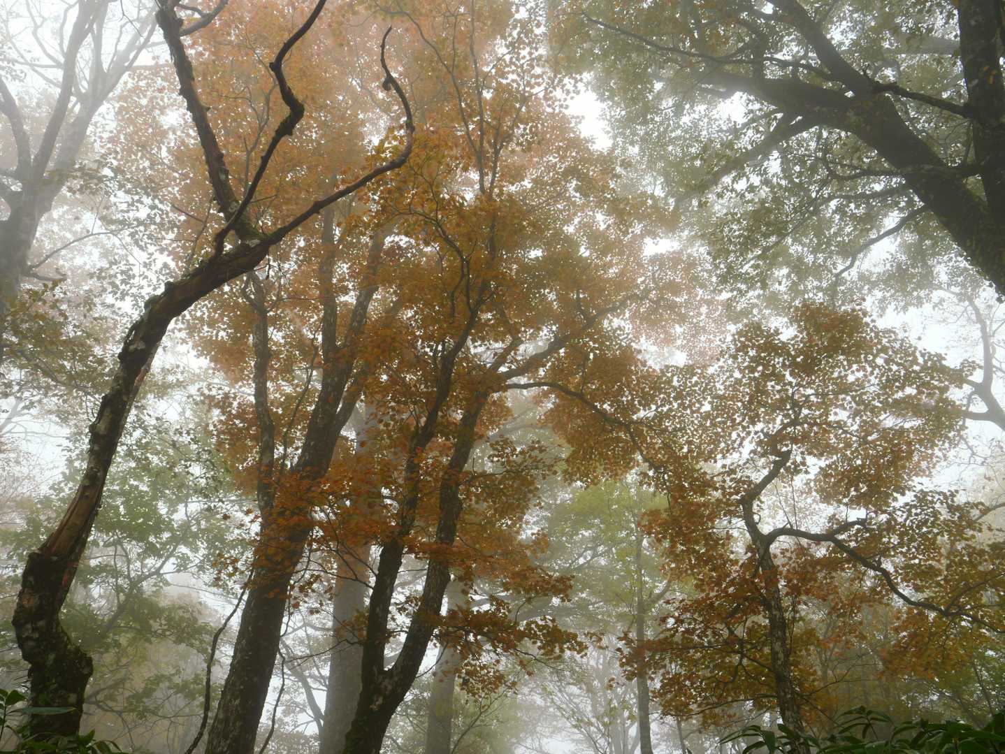 打原峠-安蔵寺山 往復コースの写真