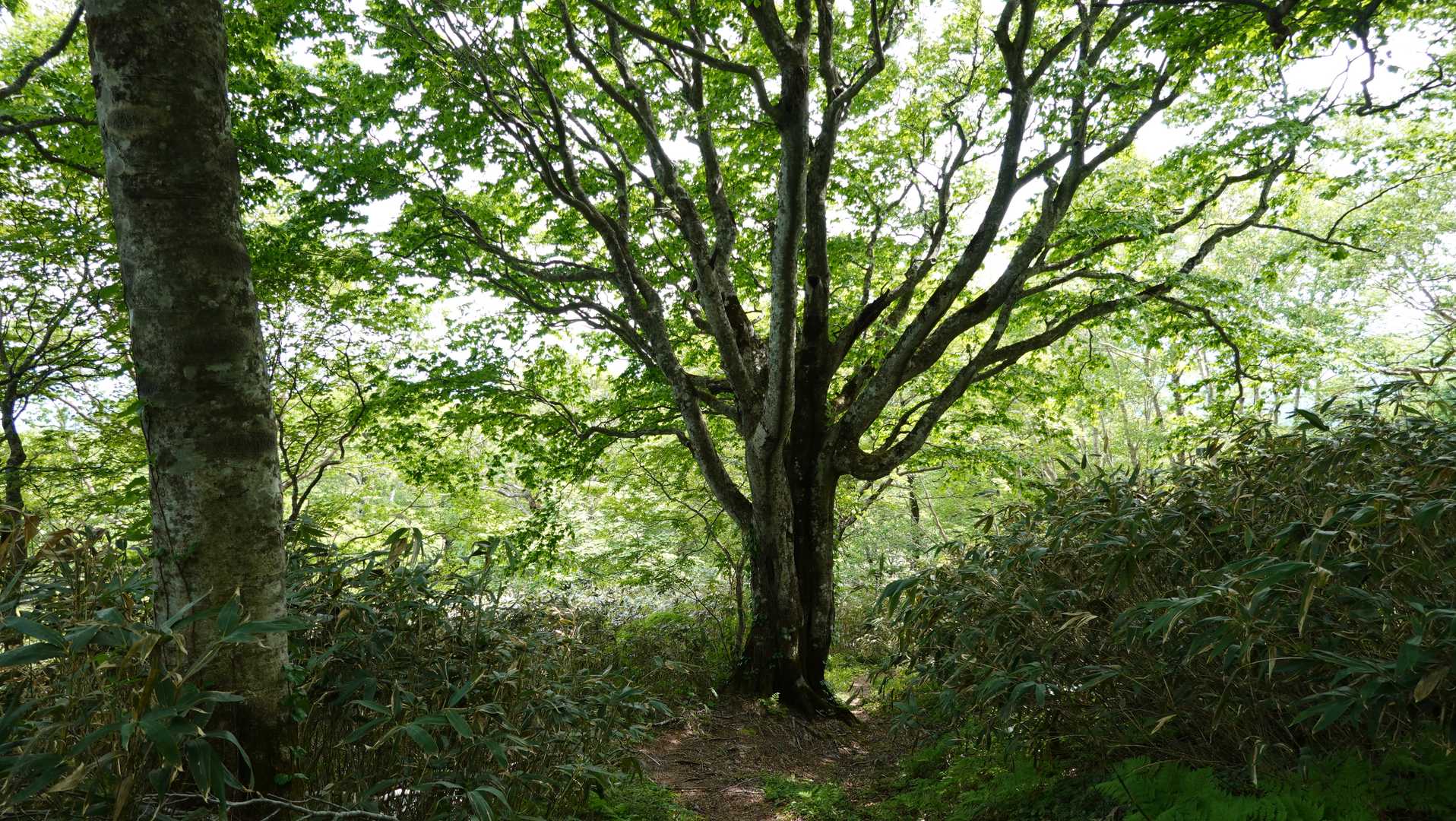 大駒ヶ岳〜三ッ岳コースの写真