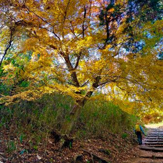 この時期最高ですね😃。朝日が黄葉の隙間から漏れて、空気も澄み渡り気持ち良すぎ🥴です。