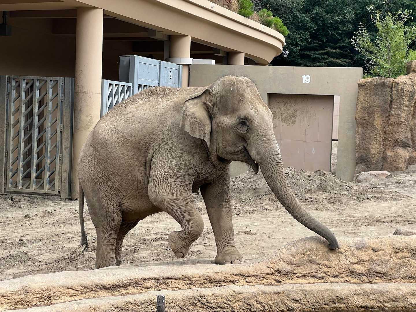 ぱおん🐘
