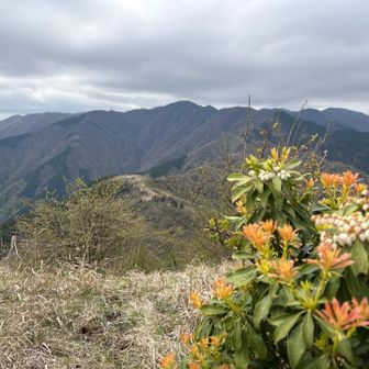 表尾根~塔ノ岳を眺める