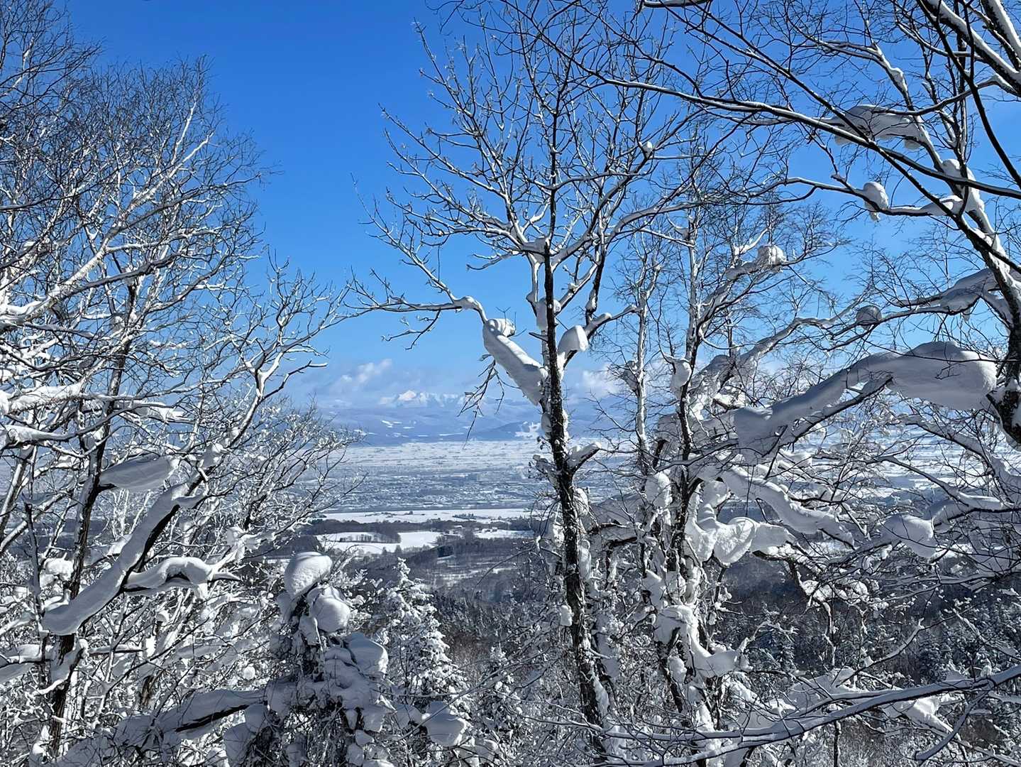 大雪山は木で隠れてるけど素敵な眺め