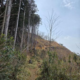 てっぺん目指してさらに登る