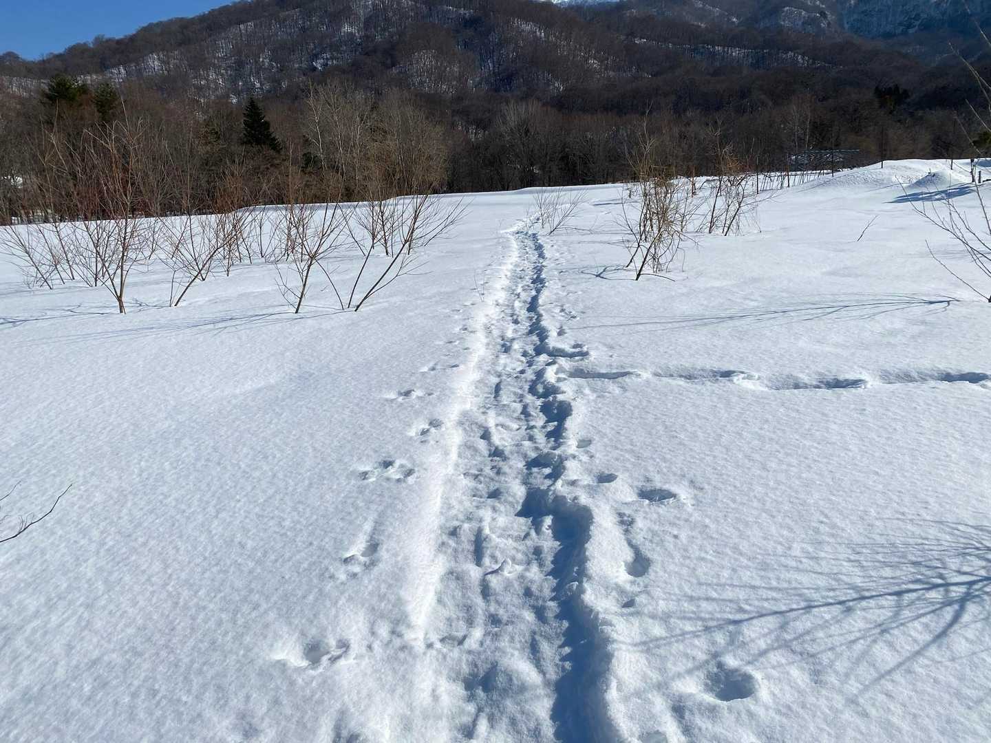 しっかりトレース