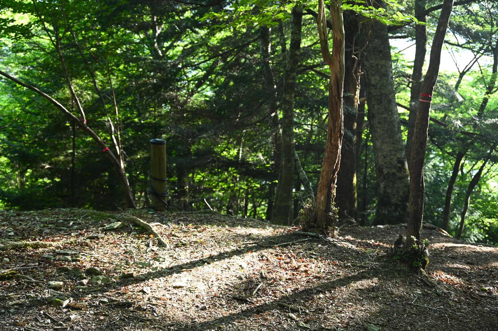 登山道も光が差し込み 輝いてます。
朝のこの雰囲気
好きなんですよね～🤩