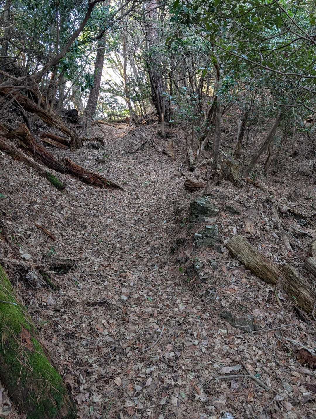 登山道は幅広で快適な道でした✨夏場でもクモの巣はほとんど無さそうです🙂