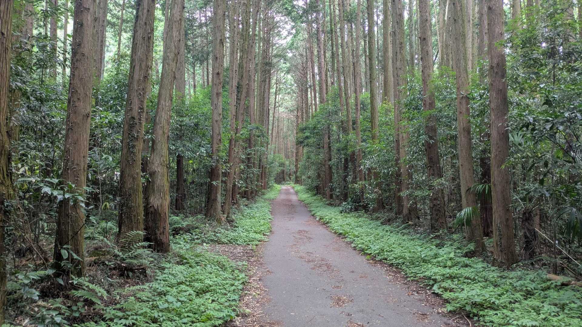 表参道入口🅿から🚶