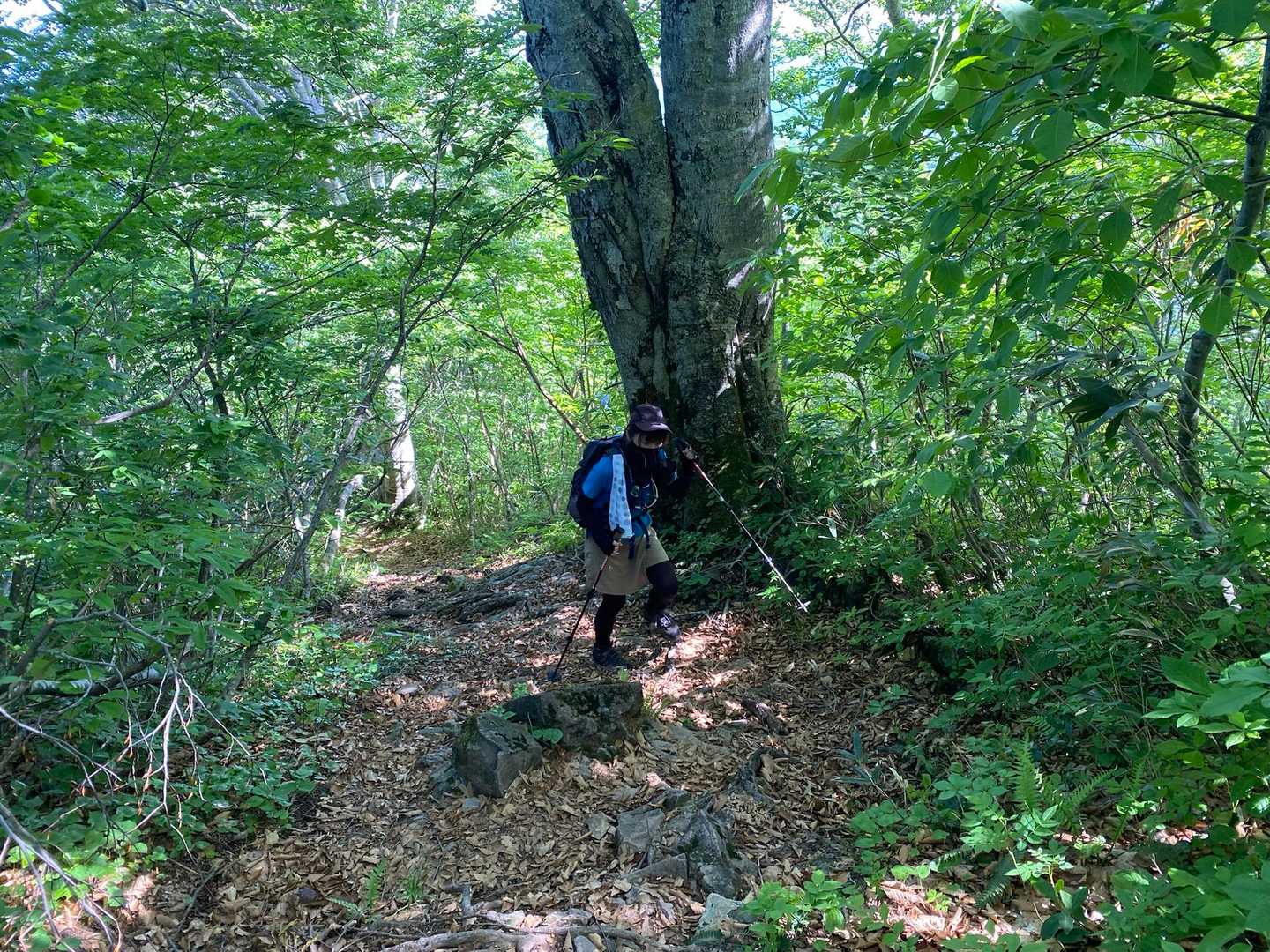 中根平登山口-第一休憩地-宮屋敷跡-人形山-三ヶ辻山 往復コースの写真