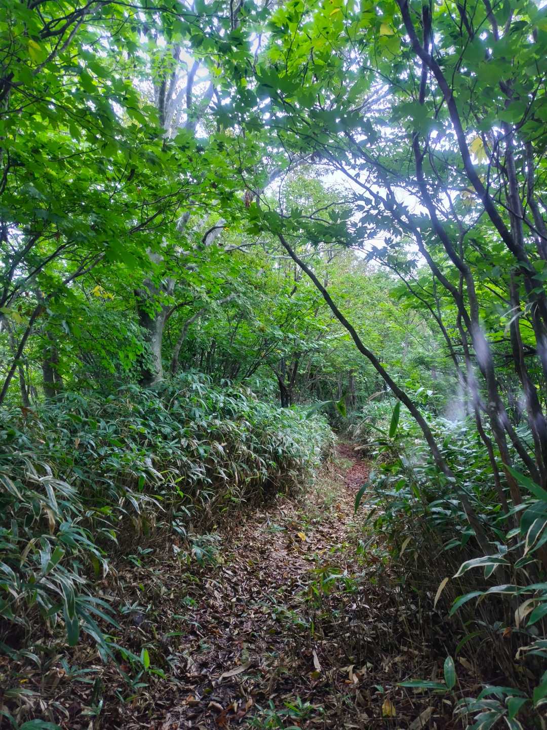 風が通らなくて暑い🥵
あと、蜘蛛の巣多い～😵‍💫
蜘蛛の巣払い用の枝が、あんまりいいのないなぁ。。。
最近は乾燥した笹が、軽くてよくしなるのでお気に入り😆👍