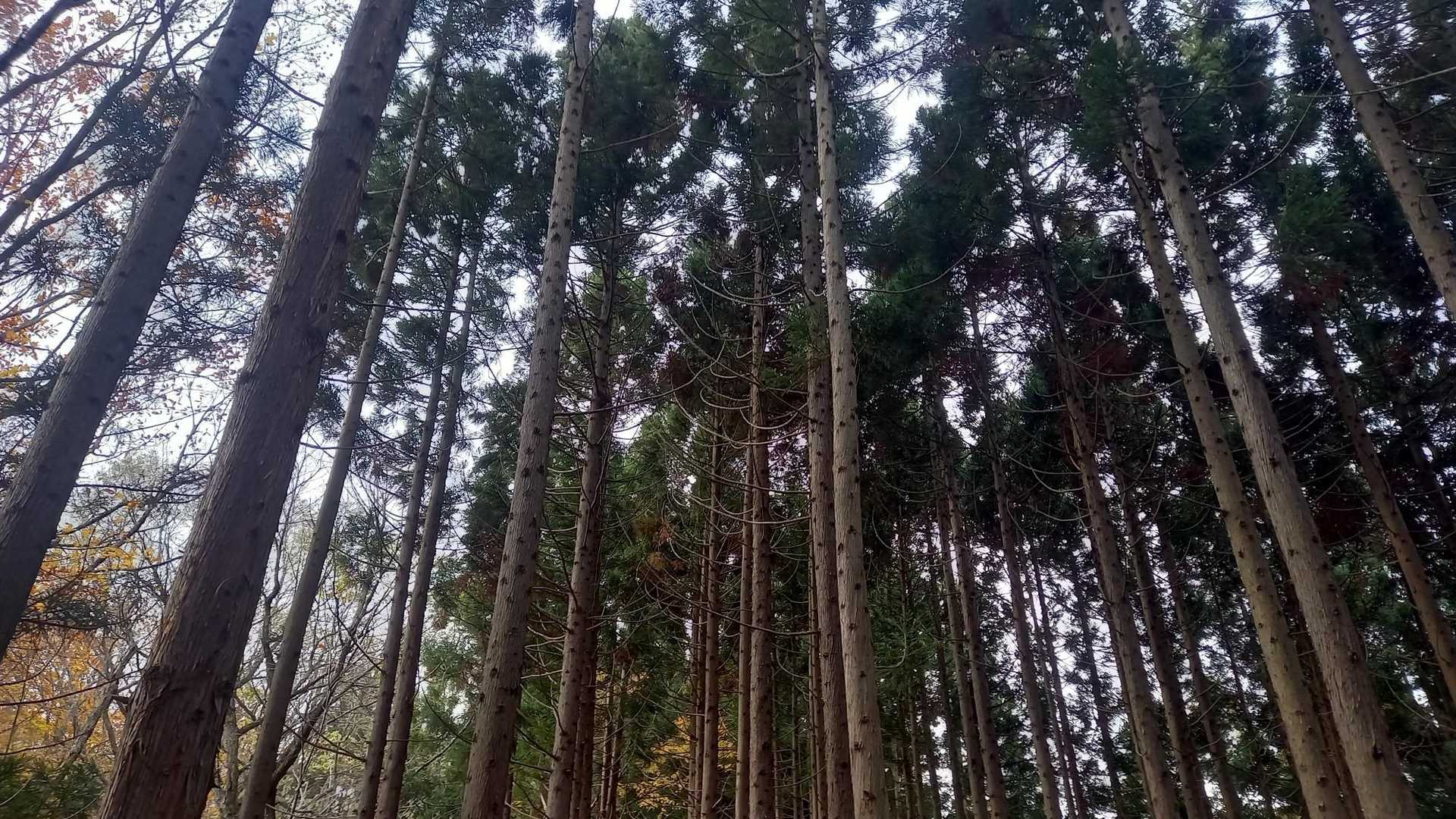 久須志神社　鳥居-久須志神社-バリカン山 周回コースの写真