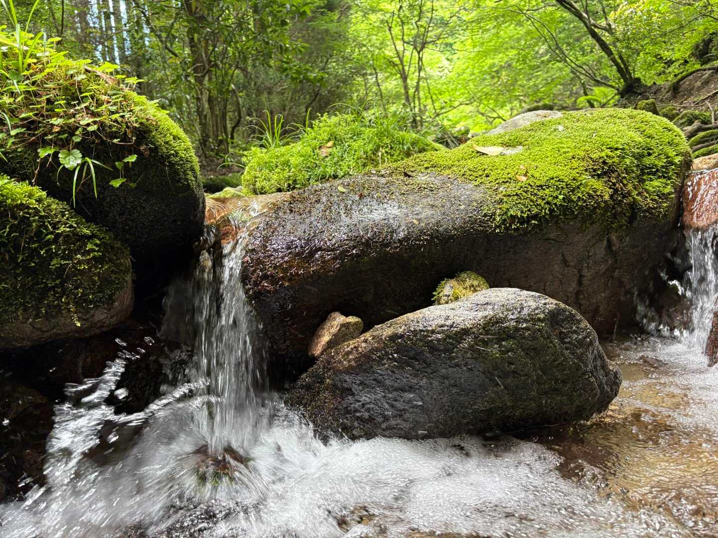 帰りも沢沿い