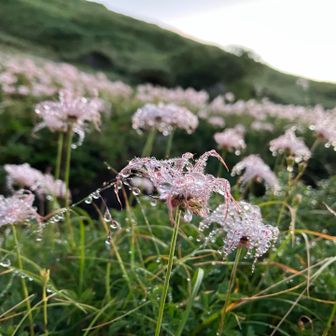 チングルちゃんが、朝露に濡れて最上級の可愛さを発揮。