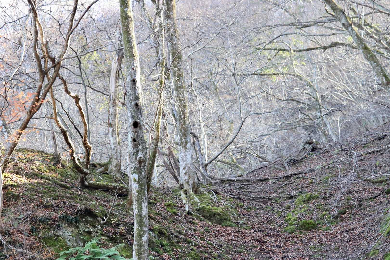 寒々しい🌲
おつかれ山⛰️


転けなくて良かった！！
今年最後の御池岳になるかな



