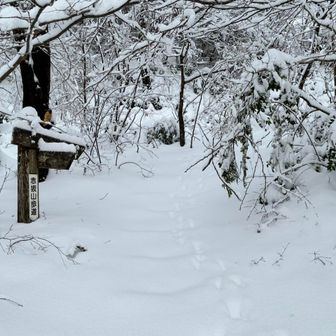 いったものの木の枝が邪魔で、違うルートを模索