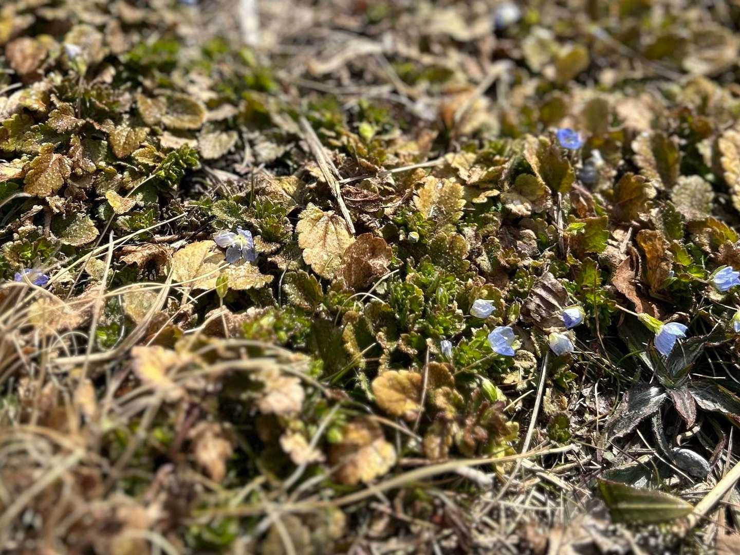 おおいぬのふぐり咲いてる〜🌼
春だ〜