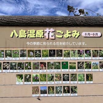 左上のアケボノソウ🌼見たかったなー