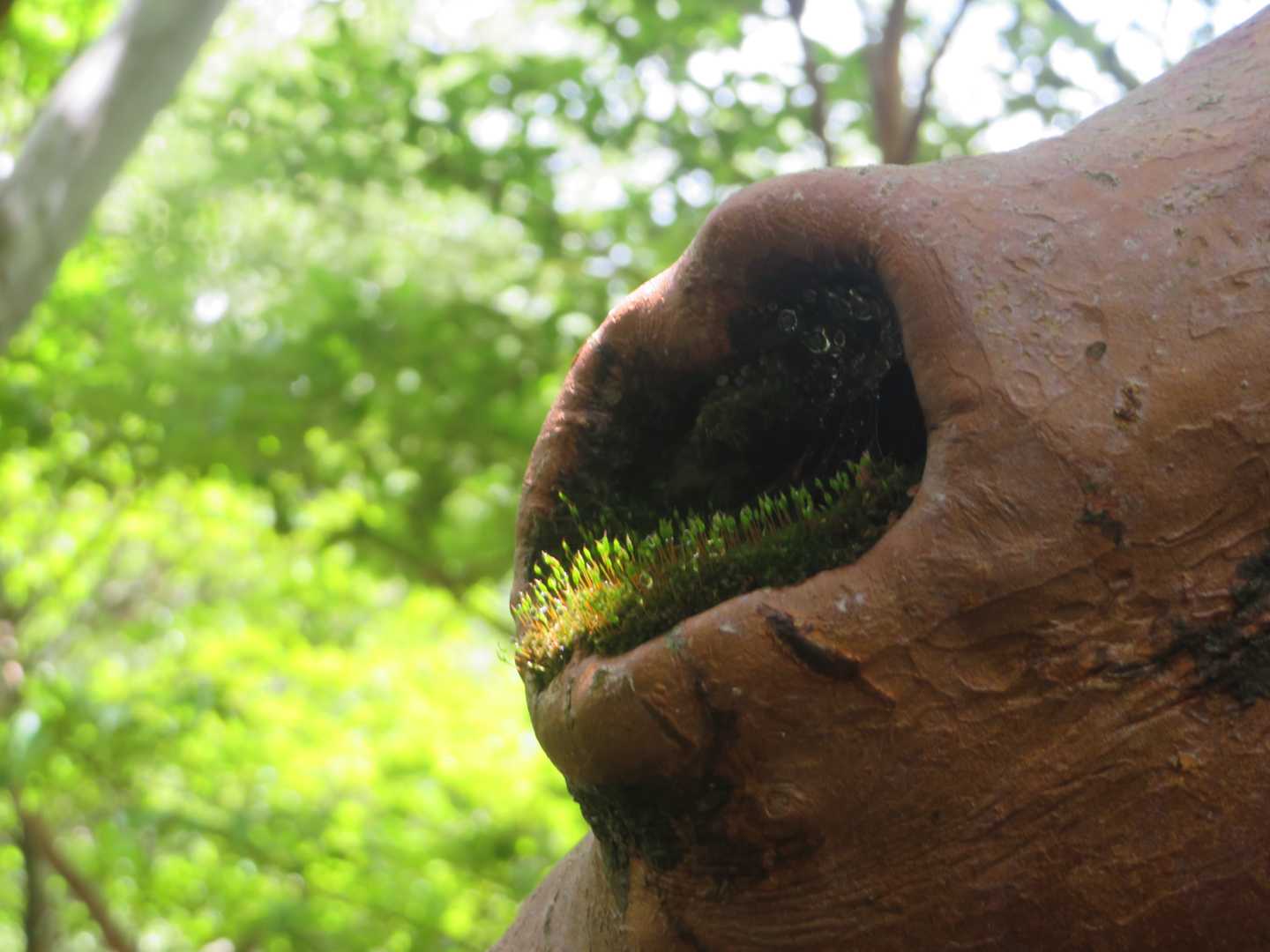 苔が