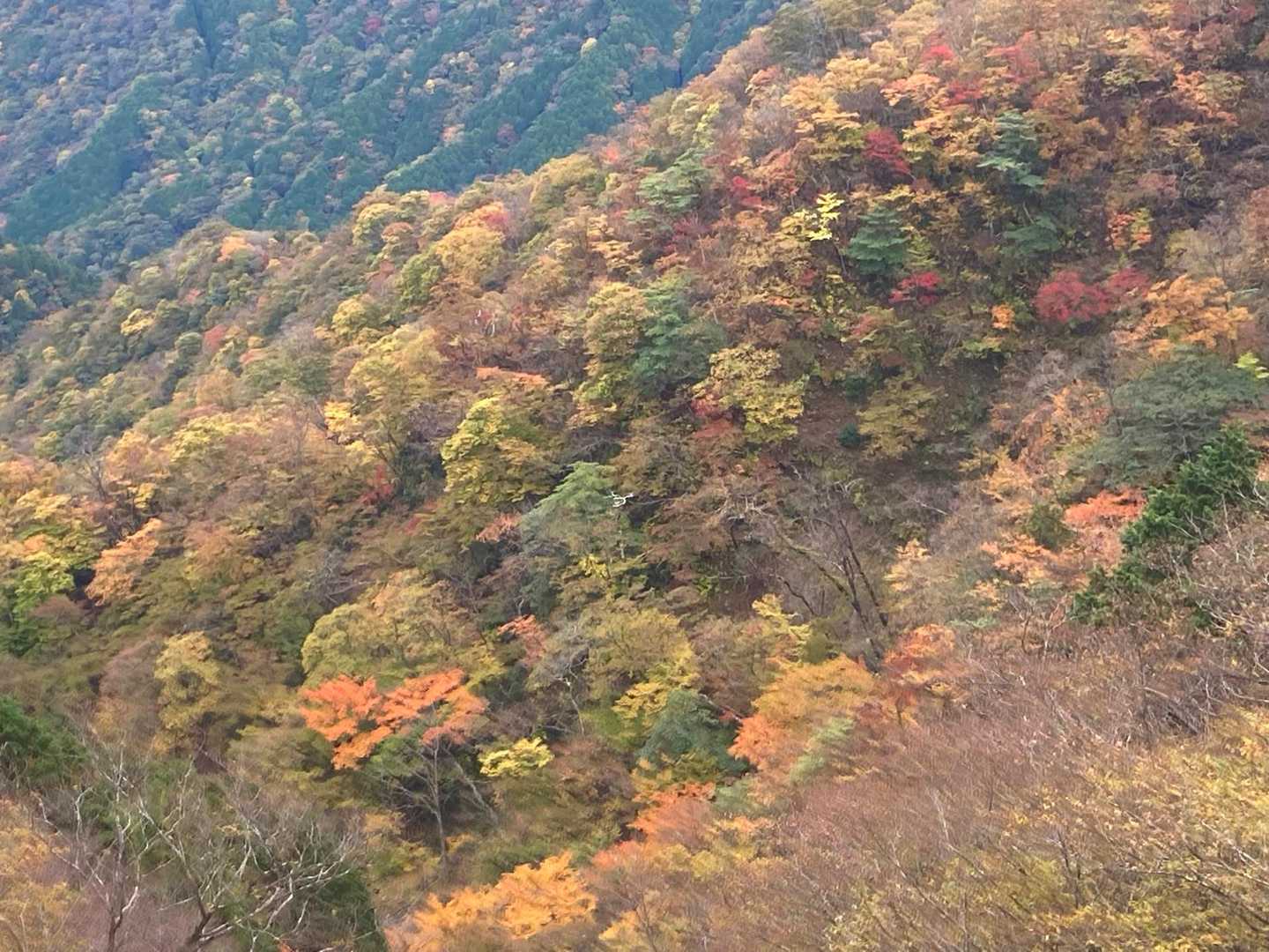 菩提峠-表尾根-塔ノ岳 往復コースの写真