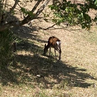 🦌さんいた🤩🥳😆