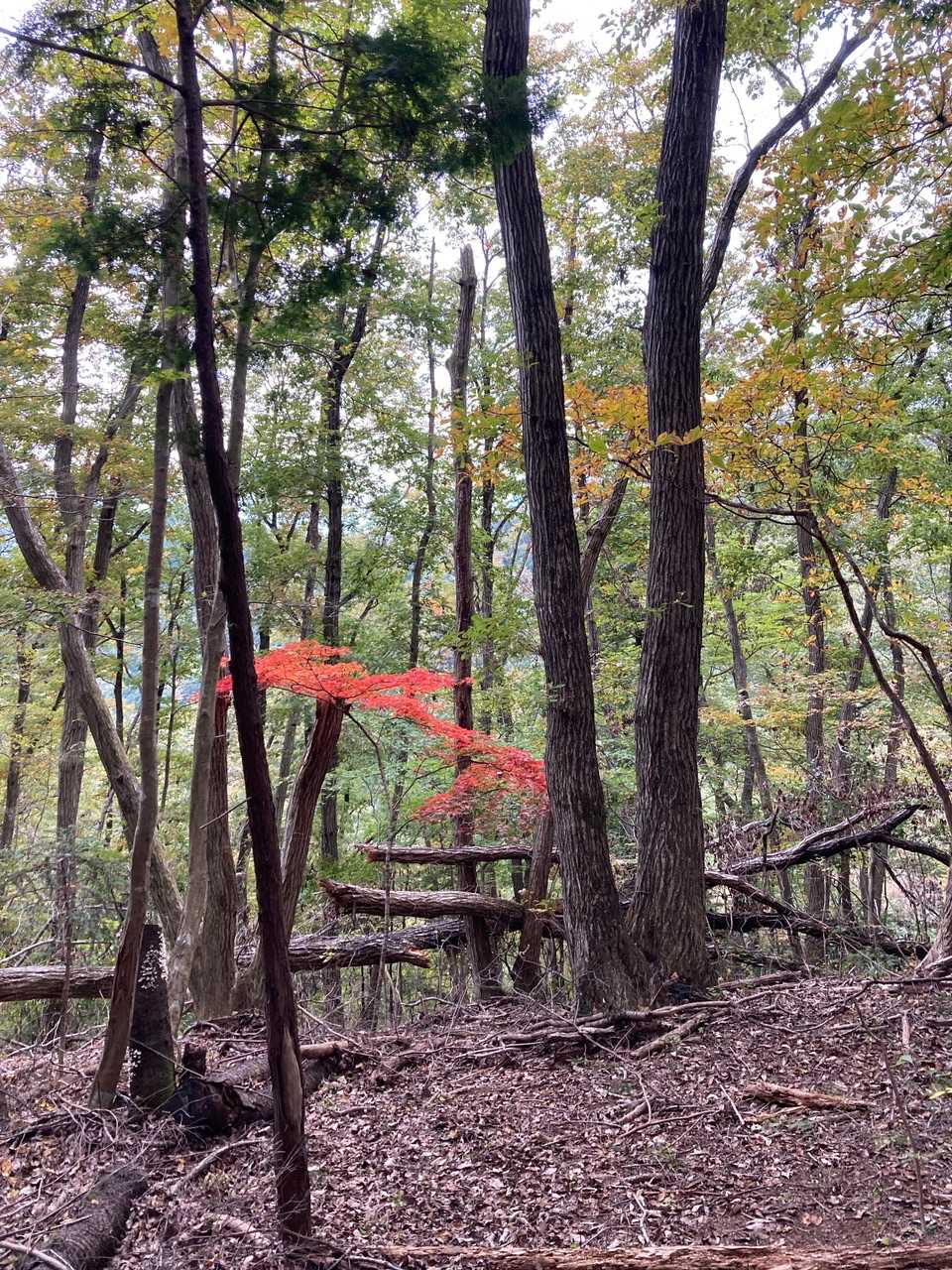 少し紅葉🍁