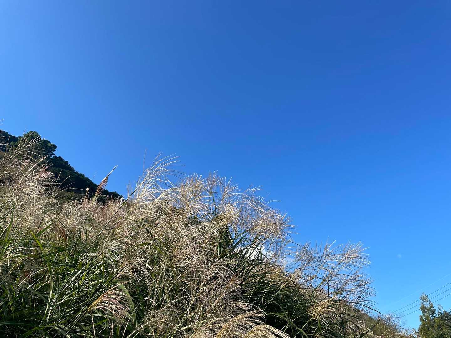 🌾秋です