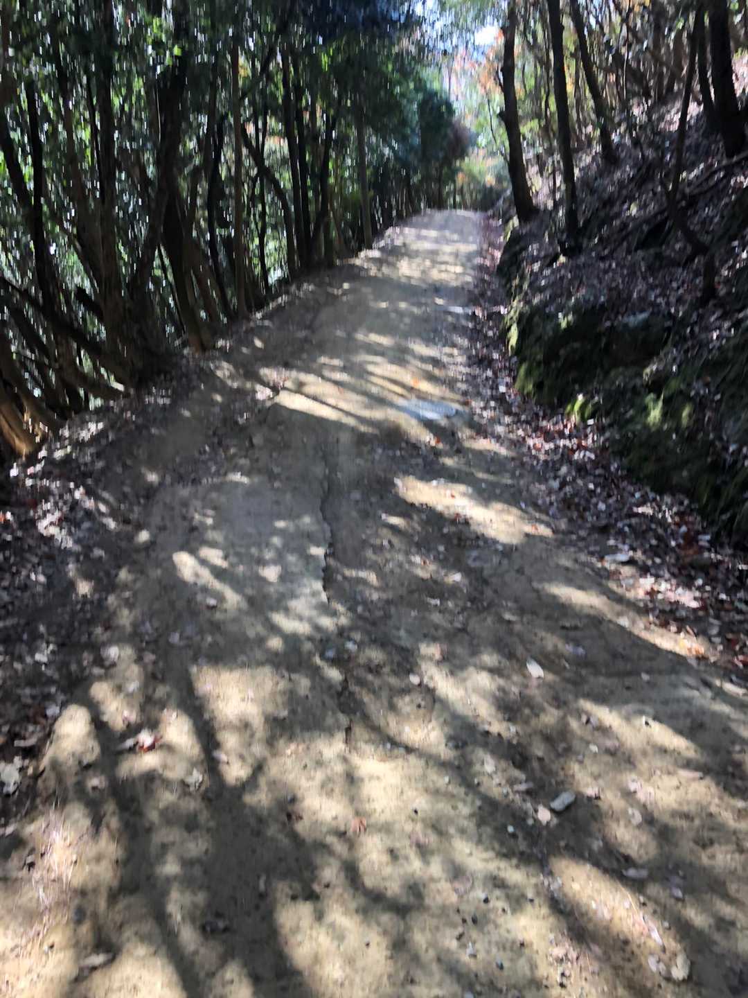 西坂登山口 往復コースの写真