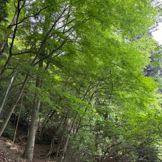 青もみじ。秋も来てみたい