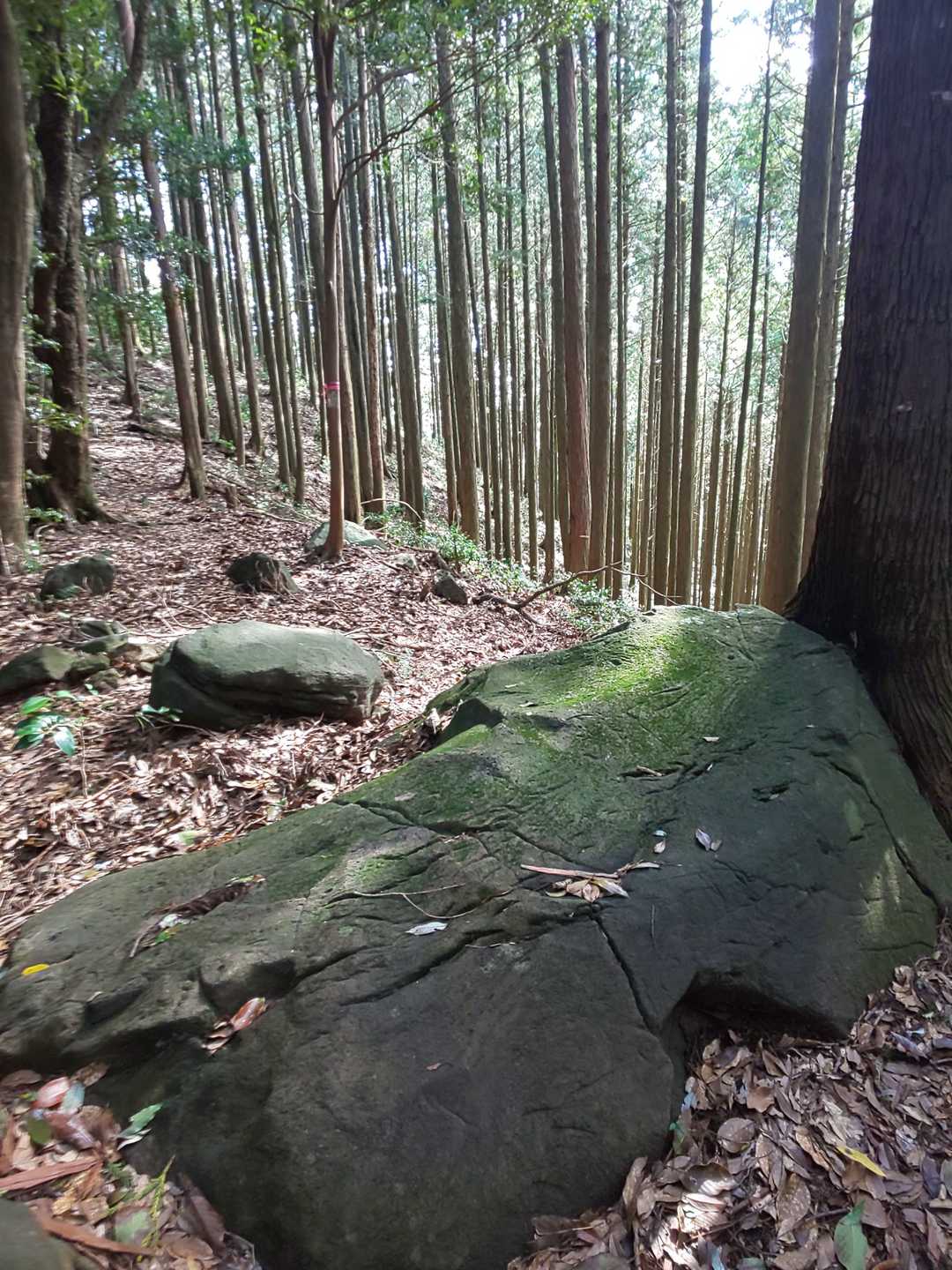 苔むしていなかったら 私のベッド決定‼️
(*＾▽＾*)  でも···少し怖いね😅