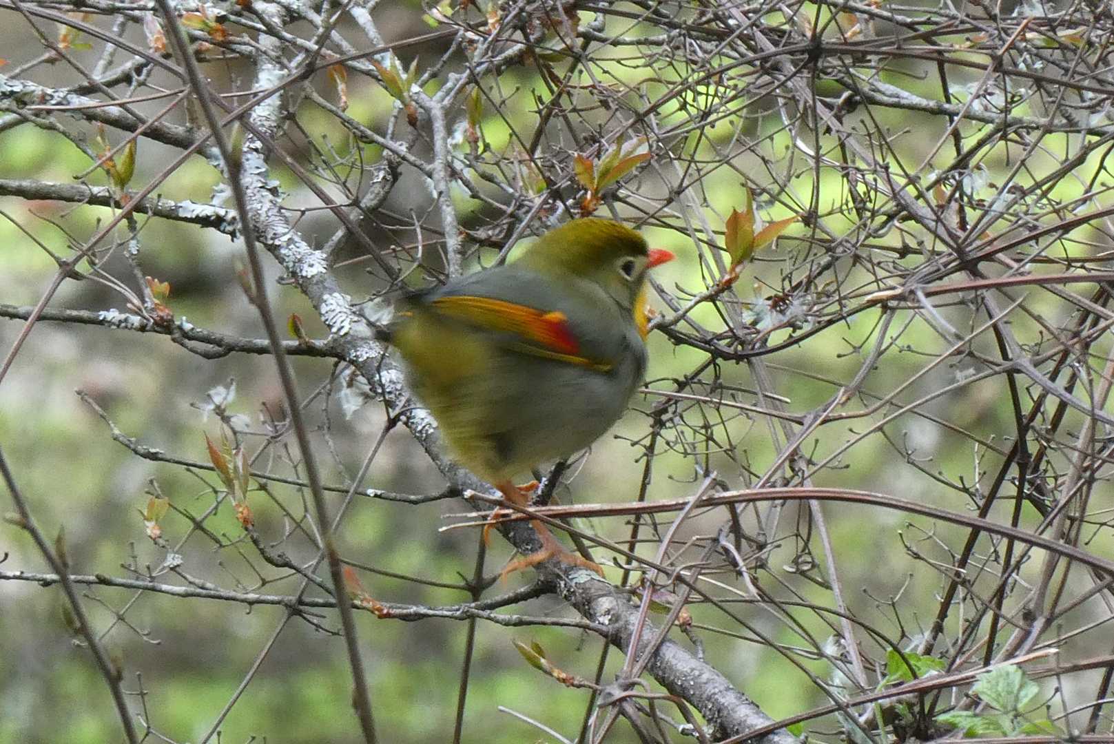 ソウシチョウさんだ🐦️