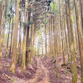 竜ヶ岳へ向かう