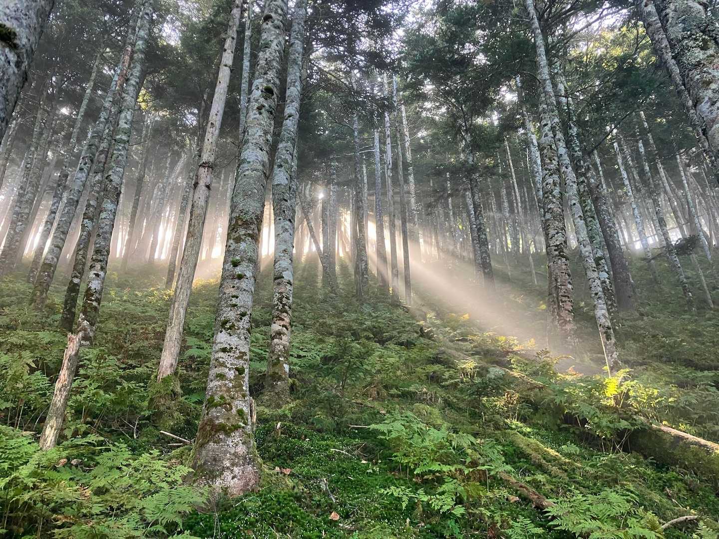 三吉平-易老岳-易老渡-芝沢ゲート 縦走コースの写真